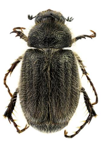 Réf. 336 616 : Hymenoplia chevrolati